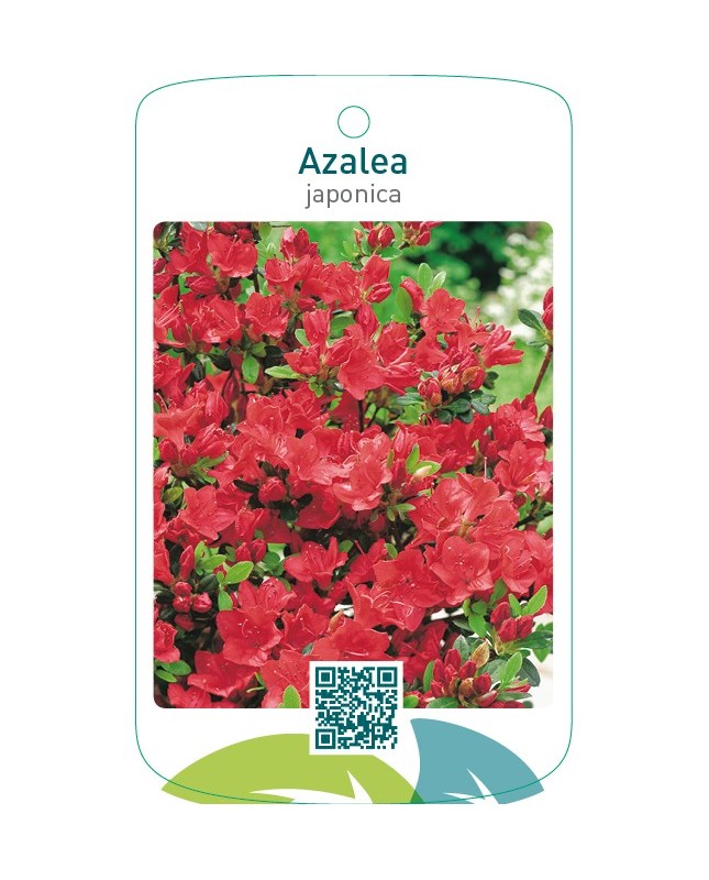 Azalea japonica  rood