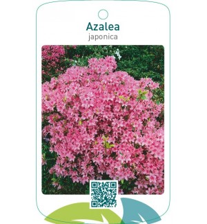 Azalea japonica  roze