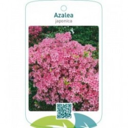 Azalea japonica  roze