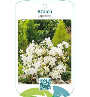 Azalea japonica  wit