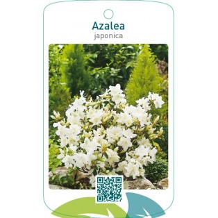 Azalea japonica  wit