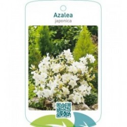 Azalea japonica  wit