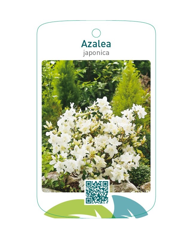 Azalea japonica  wit