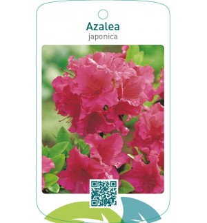 Azalea japonica  rood/grootbloemig
