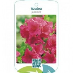 Azalea japonica  rood/grootbloemig