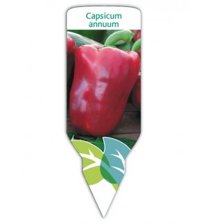 Pimiento rojo (Capsicum annuum)