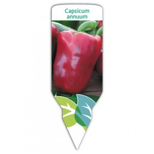 Pimiento rojo (Capsicum annuum)