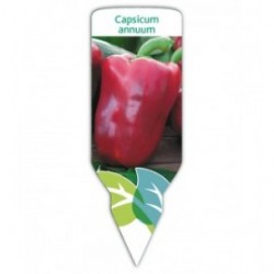 Pimiento rojo (Capsicum annuum)