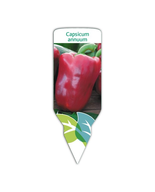 Pimiento rojo (Capsicum annuum)
