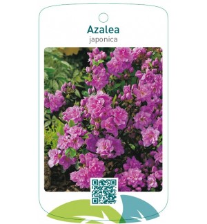 Azalea japonica neutraal paars