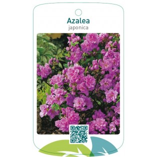Azalea japonica neutraal paars