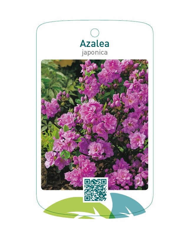 Azalea japonica neutraal paars