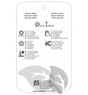 Etiquetas de Azalea japonica neutraal paars *
