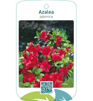 Azalea japonica  helrood