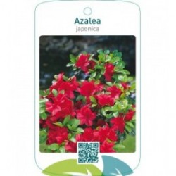 Azalea japonica  helrood