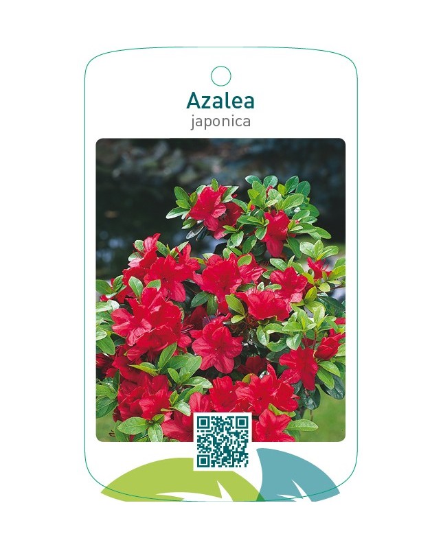 Azalea japonica  helrood