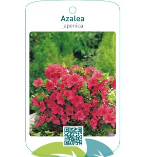 Azalea japonica lichtrood