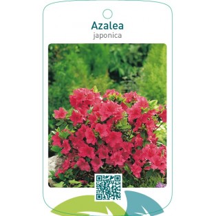 Azalea japonica lichtrood