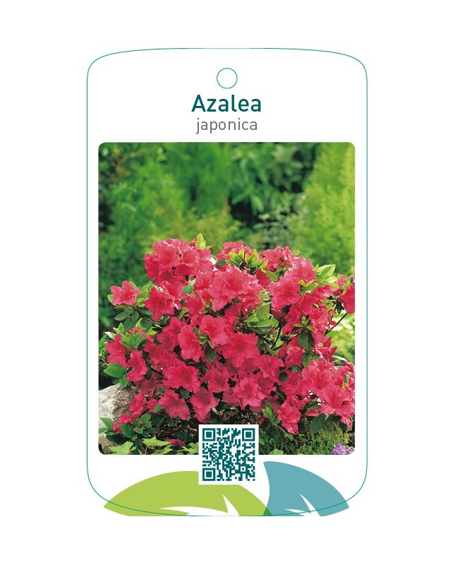 Azalea japonica lichtrood