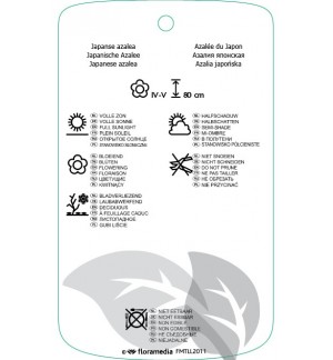 Etiquetas de Azalea japonica lichtrood  *