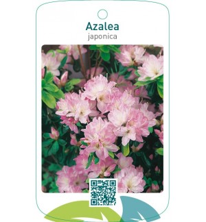 Azalea japonica zachtroze