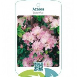 Azalea japonica zachtroze