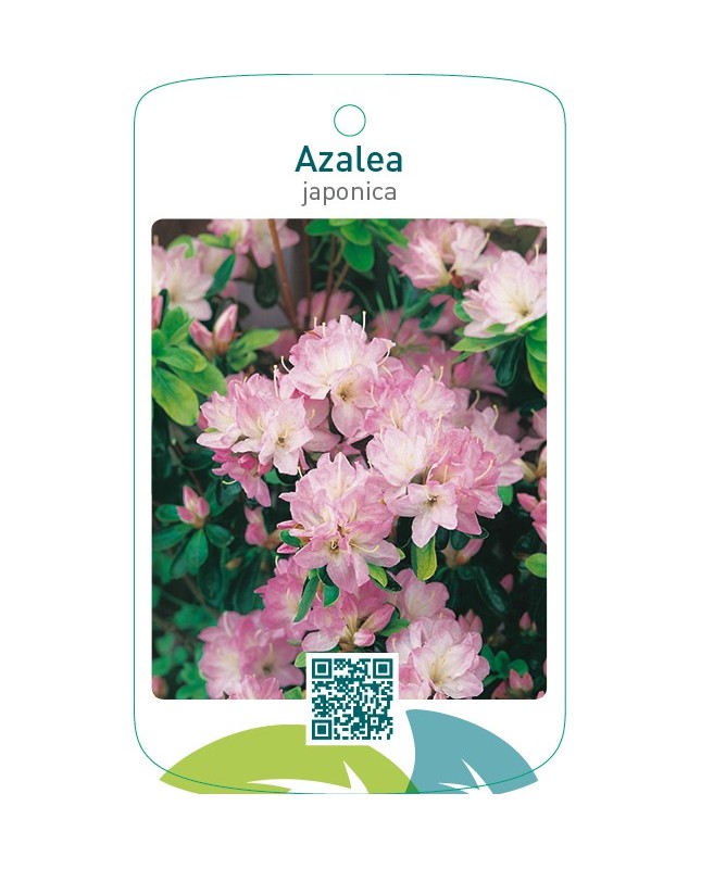 Azalea japonica zachtroze