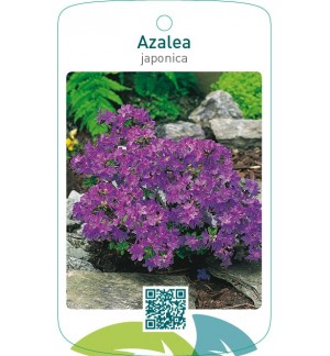 Azalea japonica lilablauw