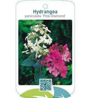 Hydrangea paniculata ‘Pink Diamond’