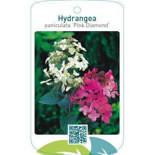 Hydrangea paniculata ‘Pink Diamond’