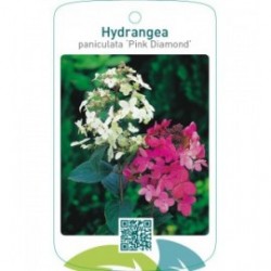 Hydrangea paniculata ‘Pink Diamond’