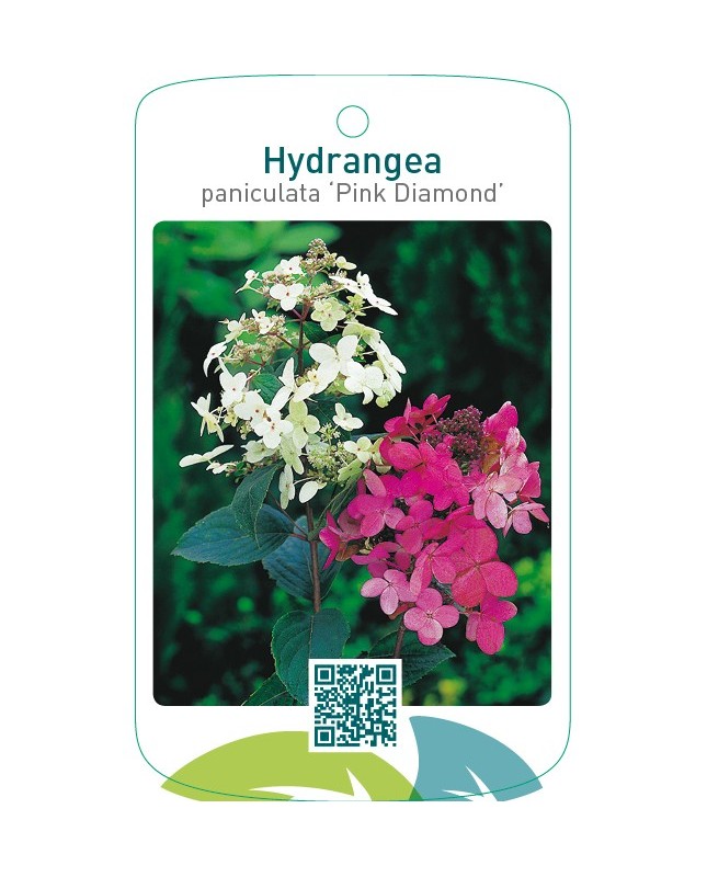 Hydrangea paniculata ‘Pink Diamond’