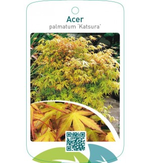 Acer palmatum ‘Katsura’