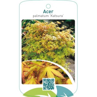 Acer palmatum ‘Katsura’