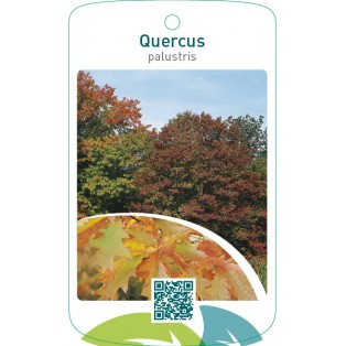 Quercus palustris