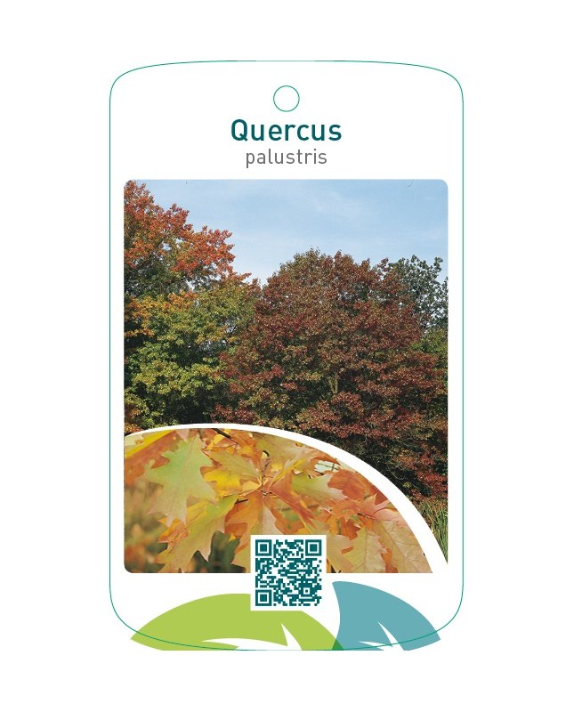 Quercus palustris