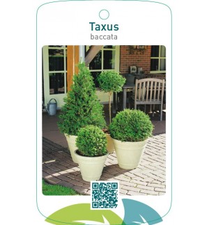 Taxus baccata  vormen