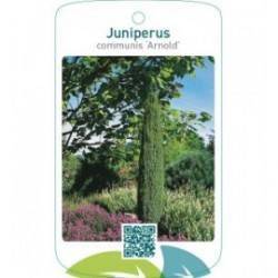 Juniperus communis ‘Arnold’