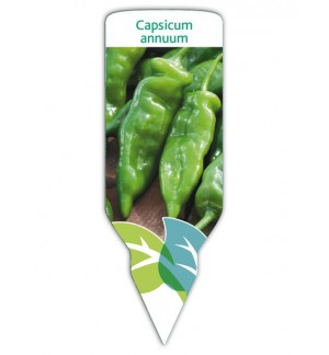Pimiento verde (Capsicum annuum)