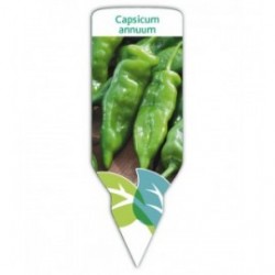 Pimiento verde (Capsicum annuum)