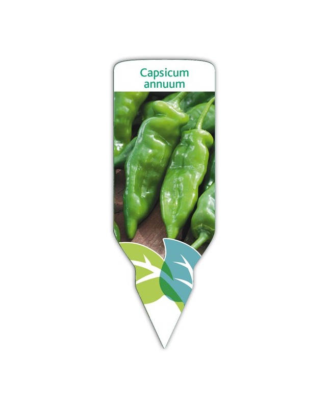 Pimiento verde (Capsicum annuum)