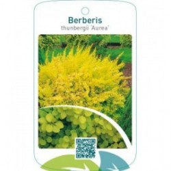 Berberis thunbergii ‘Aurea’