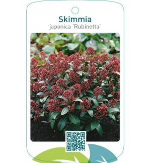 Skimmia japonica ‘Rubinetta’