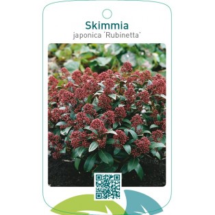 Skimmia japonica ‘Rubinetta’