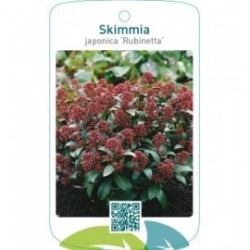 Skimmia japonica ‘Rubinetta’