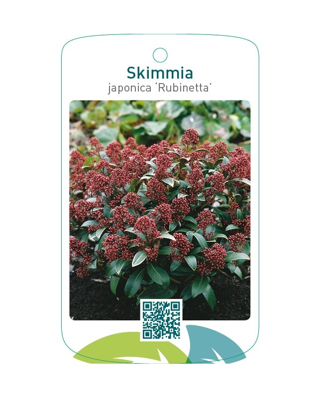 Skimmia japonica ‘Rubinetta’