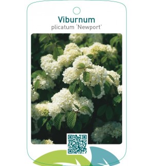 Viburnum plicatum ‘Newport’