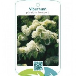 Viburnum plicatum ‘Newport’