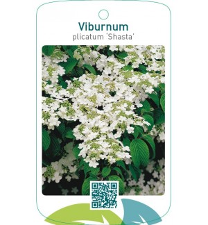 Viburnum plicatum ‘Shasta’
