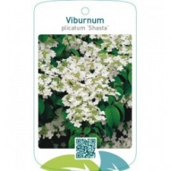 Viburnum plicatum ‘Shasta’